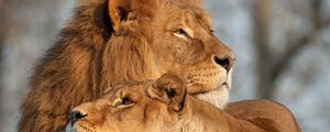 Preview wallpaper lion, lioness, predator, tenderness