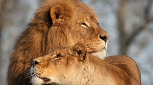 Preview wallpaper lion, lioness, predator, tenderness