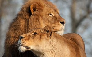 Preview wallpaper lion, lioness, predator, tenderness