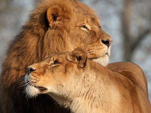 Preview wallpaper lion, lioness, predator, tenderness