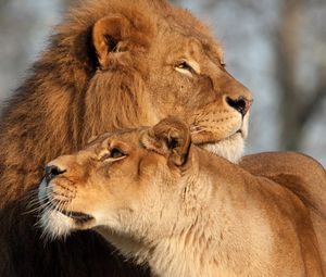 Preview wallpaper lion, lioness, predator, tenderness