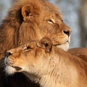 Preview wallpaper lion, lioness, predator, tenderness