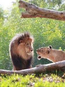 Preview wallpaper lion, lioness, predator, tree, grass