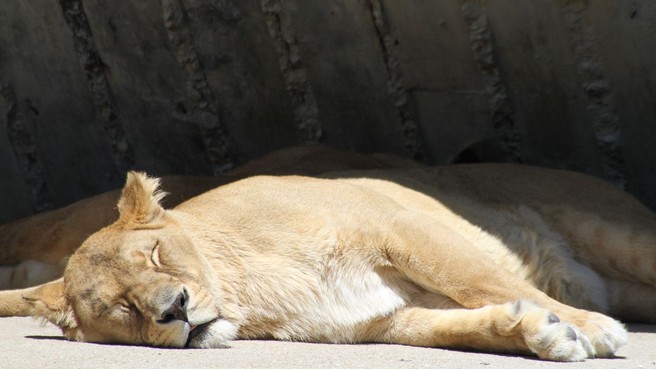 Wallpaper lion, lioness, predator, sleeping