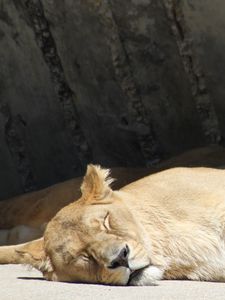 Preview wallpaper lion, lioness, predator, sleeping