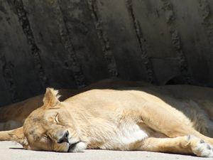 Preview wallpaper lion, lioness, predator, sleeping