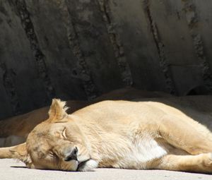 Preview wallpaper lion, lioness, predator, sleeping