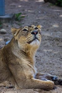 Preview wallpaper lion, lioness, predator, big cat