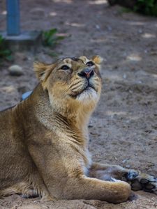 Preview wallpaper lion, lioness, predator, big cat