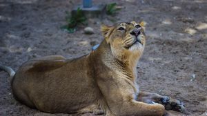 Preview wallpaper lion, lioness, predator, big cat