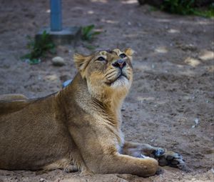 Preview wallpaper lion, lioness, predator, big cat