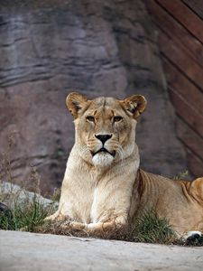 Preview wallpaper lion, lioness, predator, lies, look