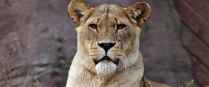 Preview wallpaper lion, lioness, predator, lies, look