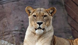 Preview wallpaper lion, lioness, predator, lies, look