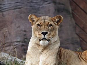 Preview wallpaper lion, lioness, predator, lies, look