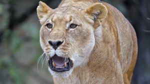 Preview wallpaper lion, lioness, predator, roar, big cat