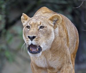 Preview wallpaper lion, lioness, predator, roar, big cat