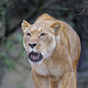 Preview wallpaper lion, lioness, predator, roar, big cat