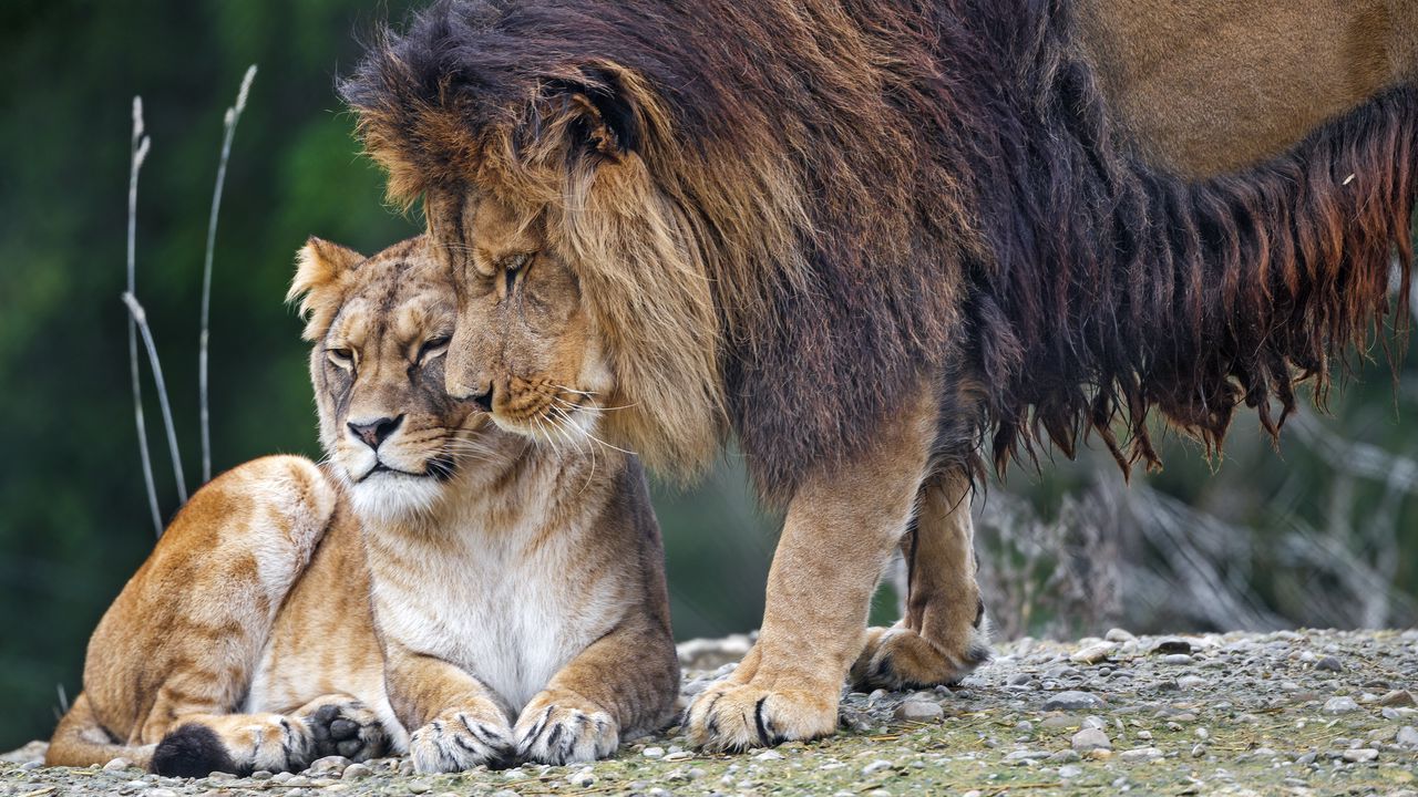 Wallpaper lion, lioness, predators, animals, tenderness