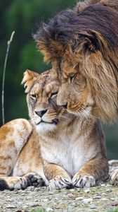 Preview wallpaper lion, lioness, predators, animals, tenderness