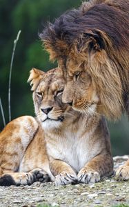 Preview wallpaper lion, lioness, predators, animals, tenderness