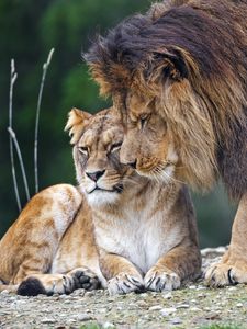 Preview wallpaper lion, lioness, predators, animals, tenderness