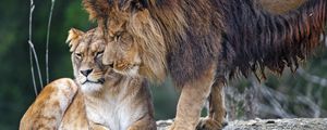 Preview wallpaper lion, lioness, predators, animals, tenderness