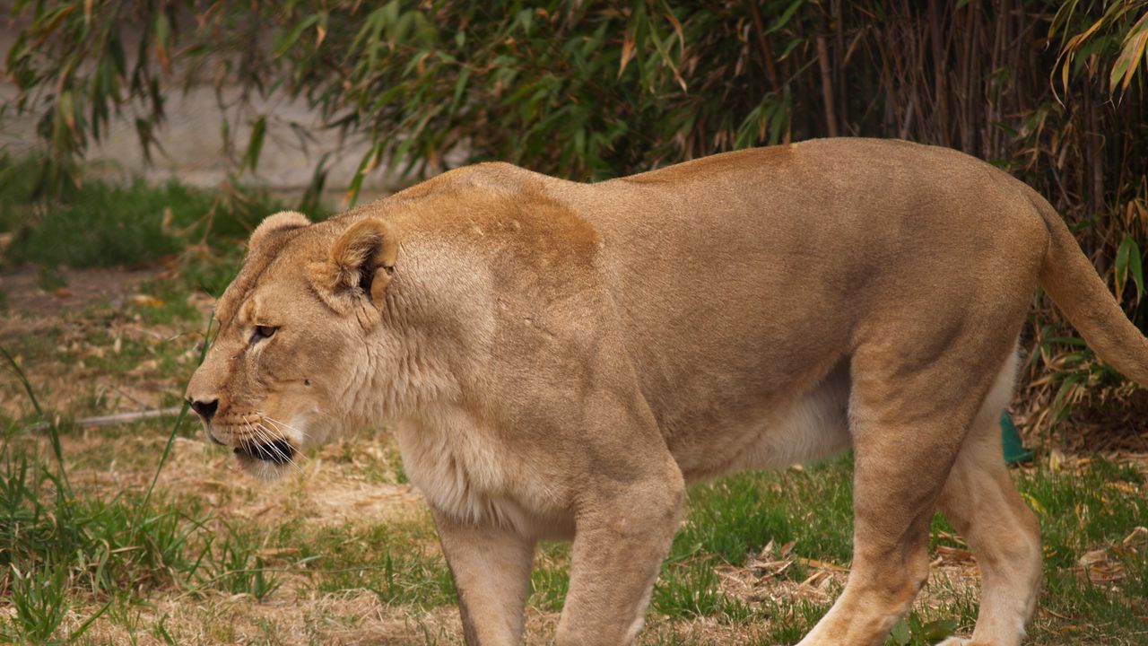 Wallpaper lion, lioness, rocks, grass, aggression, predator, king of beasts