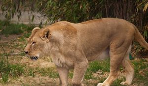 Preview wallpaper lion, lioness, rocks, grass, aggression, predator, king of beasts