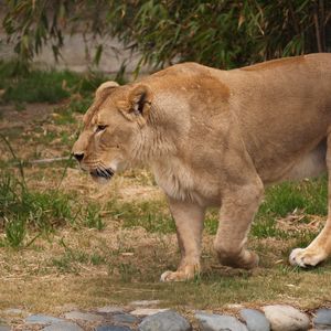 Preview wallpaper lion, lioness, rocks, grass, aggression, predator, king of beasts