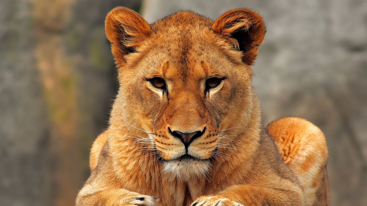 Wallpaper lion, lioness, sit, predator