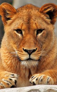 Preview wallpaper lion, lioness, sit, predator
