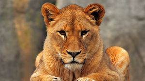 Preview wallpaper lion, lioness, sit, predator