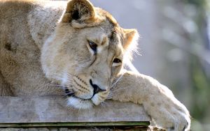 Preview wallpaper lion, lioness, sleep, sad, down, paw, predator