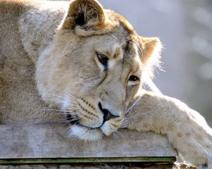 Preview wallpaper lion, lioness, sleep, sad, down, paw, predator