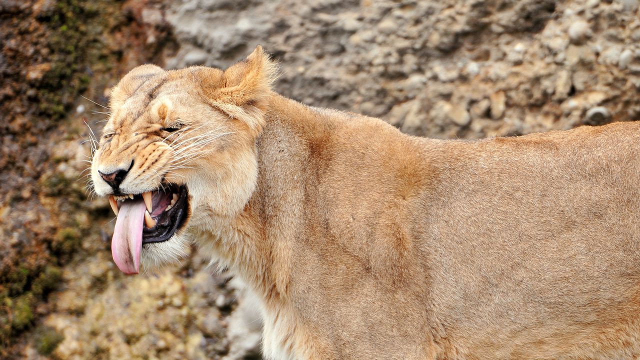Wallpaper lion, lioness, snout, teeth
