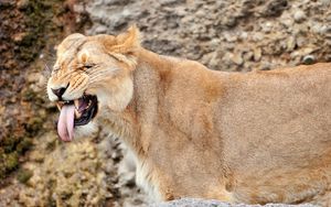 Preview wallpaper lion, lioness, snout, teeth