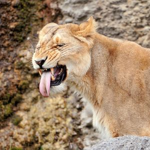 Preview wallpaper lion, lioness, snout, teeth