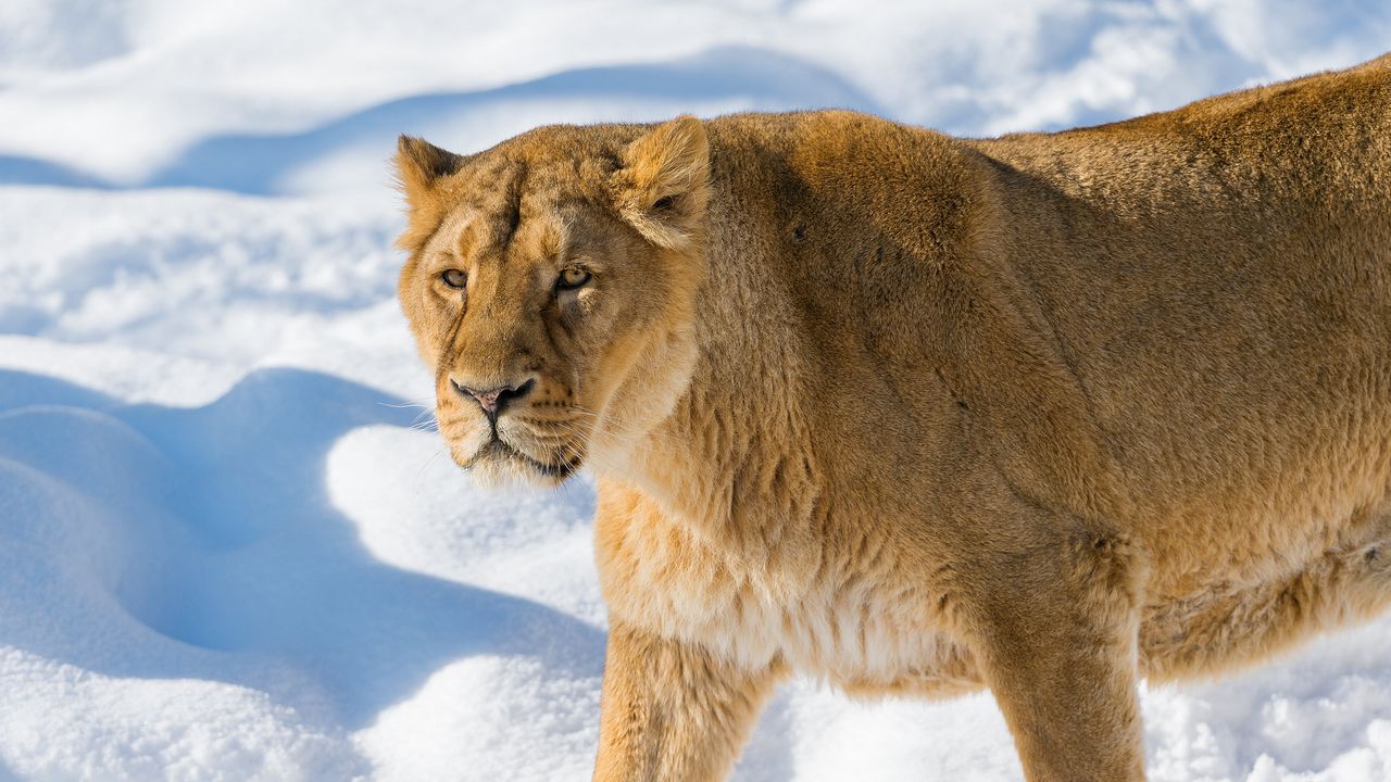 Wallpaper lion, lioness, snout, snow, anger