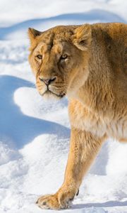 Preview wallpaper lion, lioness, snout, snow, anger