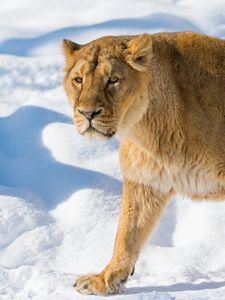 Preview wallpaper lion, lioness, snout, snow, anger