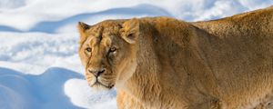 Preview wallpaper lion, lioness, snout, snow, anger