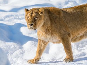 Preview wallpaper lion, lioness, snout, snow, anger