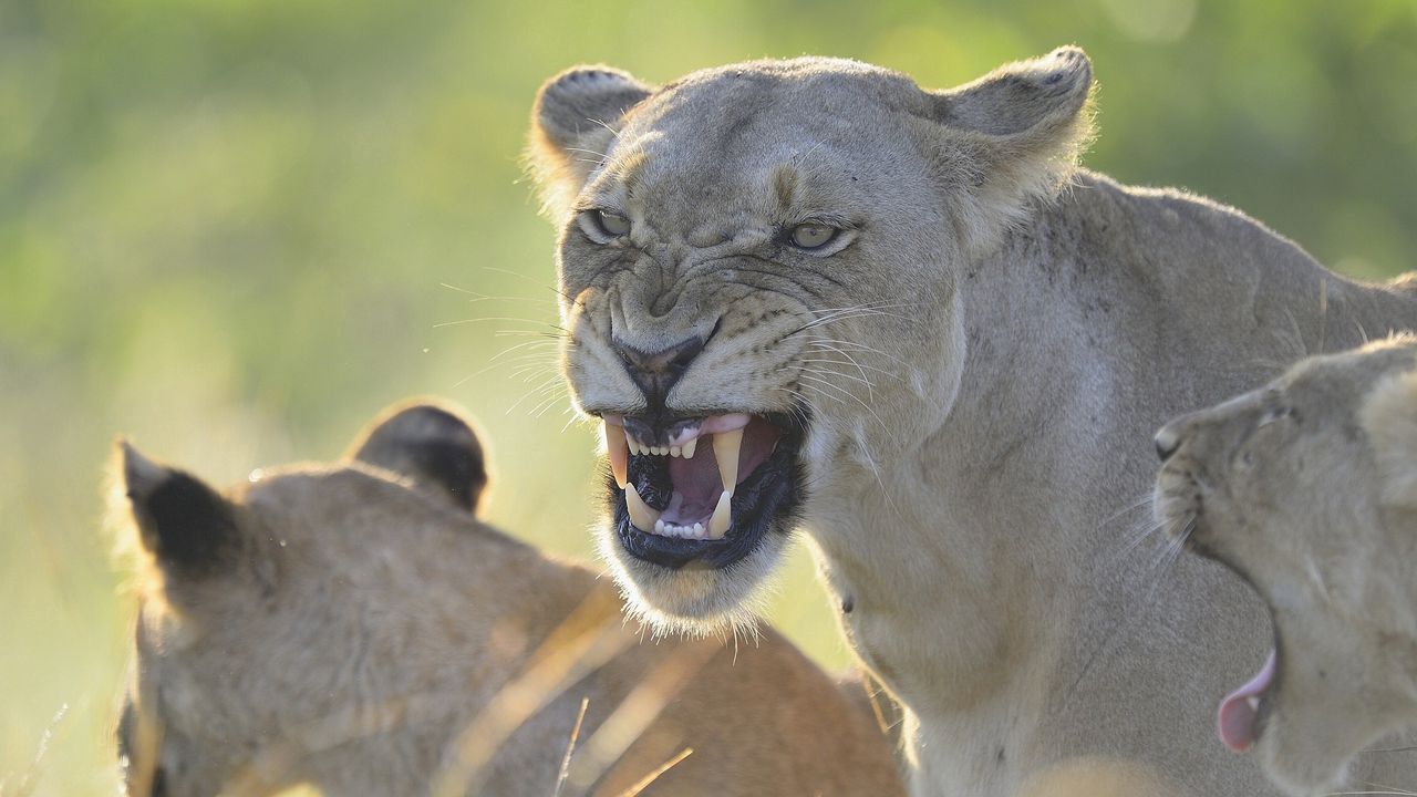 Wallpaper lion, lioness, teeth, anger, aggression, predator