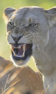 Preview wallpaper lion, lioness, teeth, anger, aggression, predator