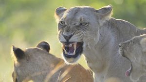 Preview wallpaper lion, lioness, teeth, anger, aggression, predator