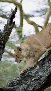 Preview wallpaper lion, lioness, tree, crawl