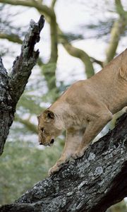 Preview wallpaper lion, lioness, tree, crawl