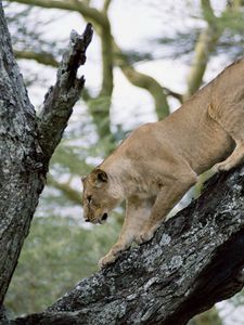 Preview wallpaper lion, lioness, tree, crawl