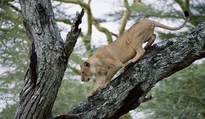 Preview wallpaper lion, lioness, tree, crawl